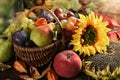 Wicker basket full of autumn fruits Royalty Free Stock Photo