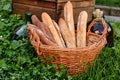 Wicker basket full Of Baguettes on green grass in park, near large bottles with wine. Royalty Free Stock Photo