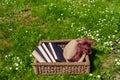 Wicker basket full of books and retro hat in lawn