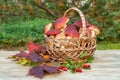 Wicker basket full of Edible forest mushrooms boletus edulis f. pinophilus known as king bolete, penny bun and sep on wooden table Royalty Free Stock Photo