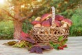 Wicker basket full of Edible forest mushrooms boletus edulis f. pinophilus known as king bolete, penny bun and sep on wooden table Royalty Free Stock Photo