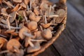 wicker basket full of edible mushrooms Royalty Free Stock Photo