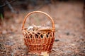 Wicker basket full of edible mushrooms Royalty Free Stock Photo