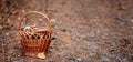 Wicker basket full of edible mushrooms Royalty Free Stock Photo