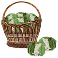 Wicker basket full of fresh cauliflower, vector isolated illustration