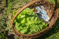 Wicker basket full of fresh chinese napa cabbage. Healthy organic food. Peking cabbage, natural farming vegetables Royalty Free Stock Photo