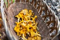 Wicker basket full of fresh raw Chanterelles Cantharellus mushrooms gathered during mushroom hunting in autumn  in Poland Royalty Free Stock Photo