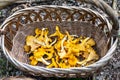 Wicker basket full of fresh raw Chanterelles Cantharellus mushrooms gathered during mushroom hunting in autumn  in Poland Royalty Free Stock Photo