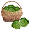 Wicker basket full of fresh white cabbage, vector isolated illustration Royalty Free Stock Photo