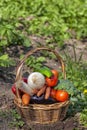 A wicker basket full of freshly picked organic vegetables Royalty Free Stock Photo