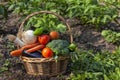 A wicker basket full of freshly picked organic vegetables Royalty Free Stock Photo