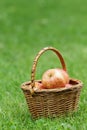 Wicker basket full of gala apples Royalty Free Stock Photo