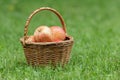 Wicker basket full of gala apples Royalty Free Stock Photo