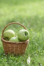 Wicker basket full of green apples Royalty Free Stock Photo