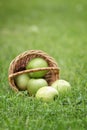 Wicker basket full of green apples Royalty Free Stock Photo