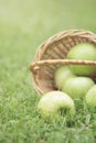 Wicker basket full of green apples Royalty Free Stock Photo