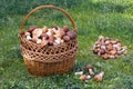 Wicker basket full of mushrooms in the forest clearing. Royalty Free Stock Photo