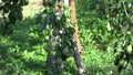 Wicker basket full of organic pear fruits under fruiter tree in orchard garden. Tilt up. 4K