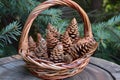 Wicker basket full of pine cones resting on a tree trunk Royalty Free Stock Photo
