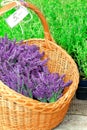 Wicker basket full with purple fresh lavender flowers. Outdoors
