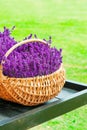 Wicker basket full with blossoming lavender flowers. Outdoors cl