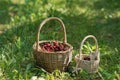 Wicker basket full of red ripe cherries on garden grass. Cherries with cuttings collected from the tree. Self-harvesting Royalty Free Stock Photo