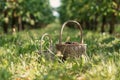 Wicker basket full of red ripe cherries on garden grass. Cherries with cuttings collected from the tree. Self-harvesting Royalty Free Stock Photo