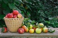 Basket with heap of apple harvest in fall garden Royalty Free Stock Photo