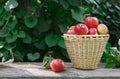 Basket with heap of apple harvest in fall garden Royalty Free Stock Photo