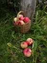 Wicker basket full of ripe red apples and three apples around Royalty Free Stock Photo