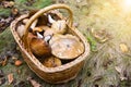 Wicker basket full of various edible kinds of mushrooms in a autumn forest