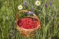 wicker basket full of wild mature red strawberries Royalty Free Stock Photo