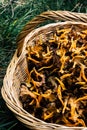 Wicker basket full with yellow foot mushrooms on the grass Royalty Free Stock Photo