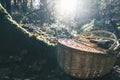 Wicker basket and gloves from chestnut recollection in the forest with backlighting Royalty Free Stock Photo