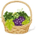 Wicker basket of grapes Royalty Free Stock Photo