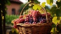 Wicker basket with grapes on the background of vineyards. Created with Generative Ai technology Royalty Free Stock Photo