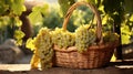 Wicker basket with grapes on the background of vineyards. Created with Generative Ai technology Royalty Free Stock Photo
