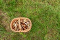 wicker basket in the grass in the forest full of different species of mushrooms. Boletes, boots, butterflies Royalty Free Stock Photo