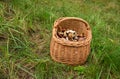 wicker basket in the grass in the forest full of different species of mushrooms. Boletes, boots, butterflies Royalty Free Stock Photo