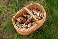 wicker basket in the grass in the forest full of different species of mushrooms. Boletes, boots, butterflies Royalty Free Stock Photo