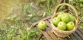 Wicker basket with green apples on wooden garden chair. Harvest time. Organic food. Sun flare Royalty Free Stock Photo