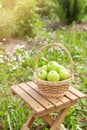 Wicker basket with green apples on wooden garden chair. Harvest time. Organic food. Sun flare Royalty Free Stock Photo