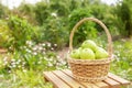 Wicker basket with green apples on wooden garden chair. Harvest time. Organic food. Sun flare Royalty Free Stock Photo