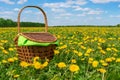 Wicker basket with a green napkin on a meadow with dandelions. Spring picnic in the meadow. Spring meadow with dandelions