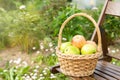 Wicker basket with green and red apples on wooden garden chair. Harvest time. Close-up. Sun flare Royalty Free Stock Photo