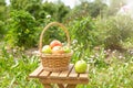 Wicker basket with green and red apples on wooden garden chair. Harvest time. Organic food. Sun flare Royalty Free Stock Photo