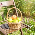 Wicker basket with green and red apples on wooden garden chair with sunlight. Harvest time. Organic food Royalty Free Stock Photo