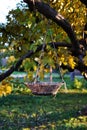 Wicker basket hangs on tree branch. Foliage on the ground around Royalty Free Stock Photo