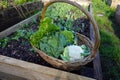 wicker basket with harvest of cruciferous plants, cauliflower, cabbage, romanesco, etc