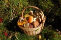 Wicker basket with harvested mushrooms Royalty Free Stock Photo